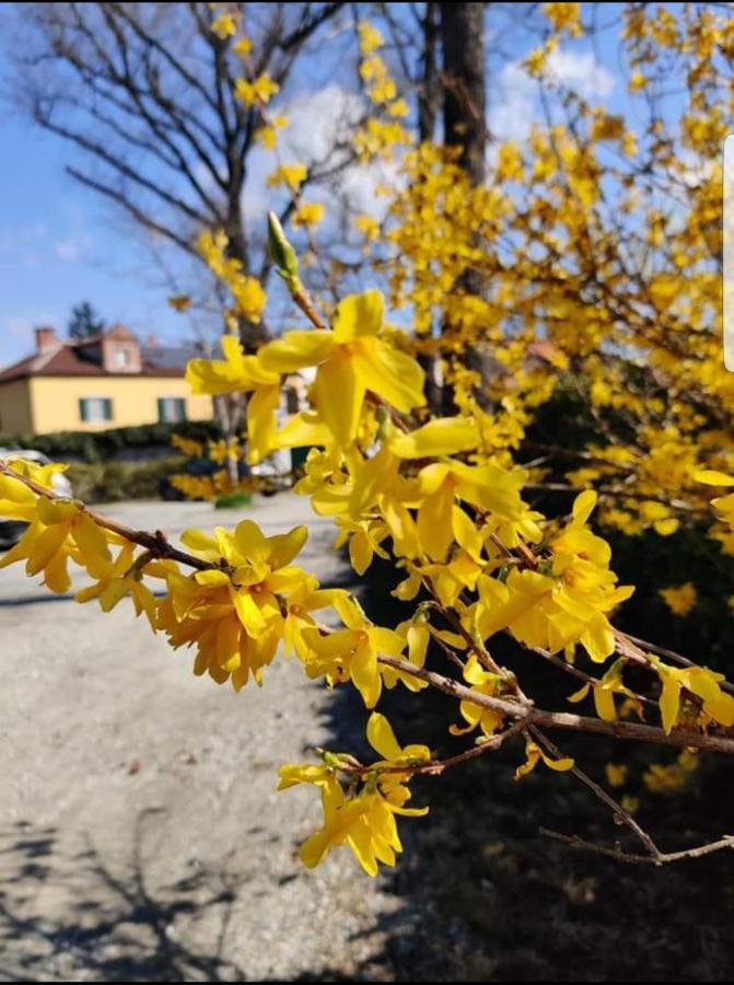 Bed&Breakfast Villa Camilla Ivrea Zewnętrze zdjęcie